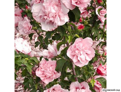 Гибискус Пинк Шифон - Pink Chiffon