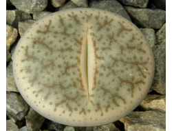 Lithops pseudotruncatella C070