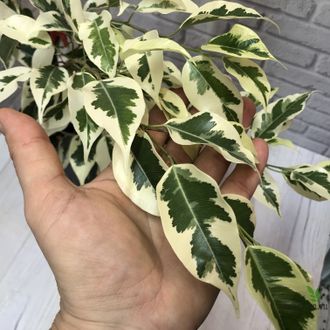 Ficus Benjamina De Gantel  Big leaf / фикус Бенджамина Де гантель крупный лист
