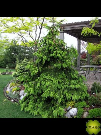 Ель Акрокона (Европейская) (красива и выделяет полезные фитонциды) (3 м)