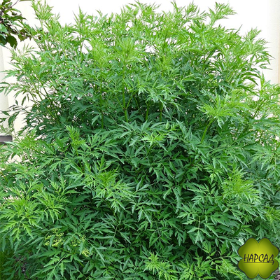 БУЗИНА ЧЕРНАЯ "ЛАЦИНИАТА" (ОЧЕНЬ КРАСИВА, ЯГОДЫ ЛЕЧЕБНЫЕ, ОТПУГИВАЕТ КРОТОВ И МЫШЕЙ, ХОРОШО СТРИЖЕТСЯ) (саженец 60-70 см)