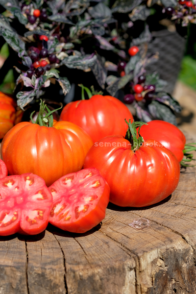 Томат Reduci (Ветеран), 10 шт