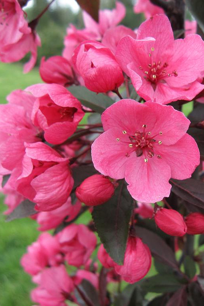 Яблоня красномякотная Байя Мариса