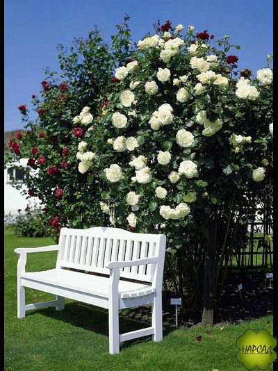 Роза плетистая "Аляска"