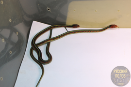 Калифорнийский подвязочные уж, Thamnophis sirtalis infernalis, California red-sided garter snake