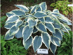 Хоста El nino, C2