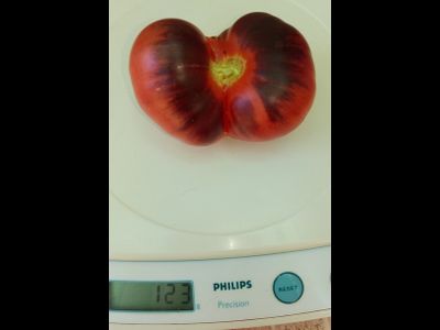 Томат Сибирский тигр «Когти»  (Siberian Tiger «Claws»)