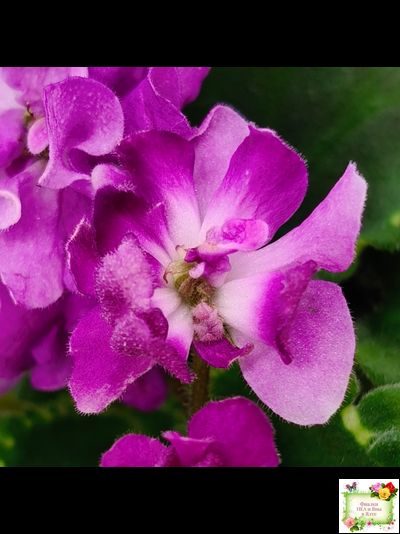 LV-Крапивка (Л. Шевелева) 2024 г. (лист посажен 01.11.25)