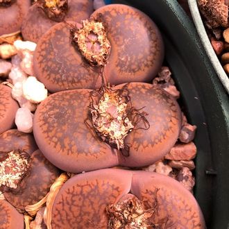 Lithops aucampiae C334 (MG) - 10 семян