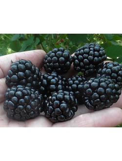 Ежевика Джамбо, бесшипая, ОКС