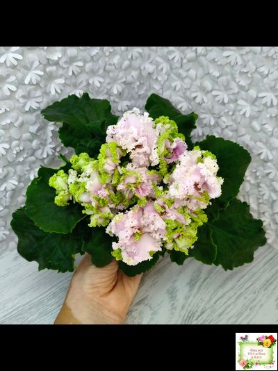 ЛЕ-Денди (Е. Лебецкая) 2011 г.