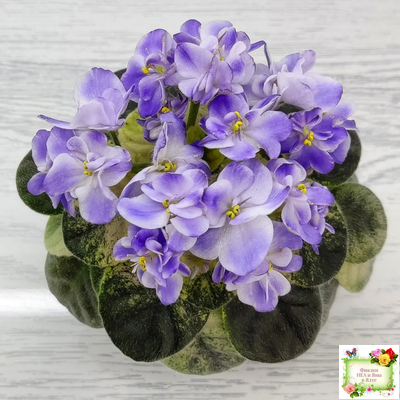 Rob's Wascally Wabbit (R. Robinson) (10983) 05/16/2018