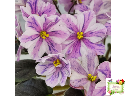 Ness` Spring Blush (D. Ness) химера (стартер сорт)