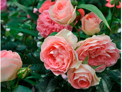 Джет сет (Jet Set), Laperriere