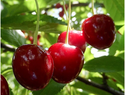 Любская(вишня)