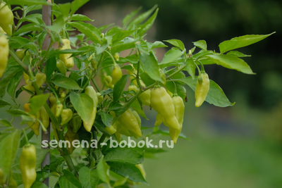 Перец сладкий Habanero Habanada  (Хабанеро Хабанада), 10 шт