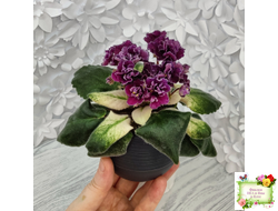 ЛЕ-Глинтвейн (Е. Лебецкая) 2019 г.