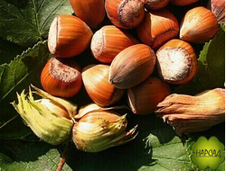 ЛЕЩИНА КРУПНОПЛОДНАЯ сорт "ИСАЕВСКИЙ" (СЛАДКИЙ ВКУСНЫЙ ФУНДУК) саженец 1,8 м