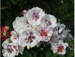 Айс фо Ю (Eyes for You)