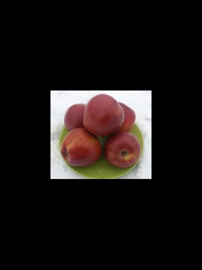 Память Сюбаровой (яблоня)