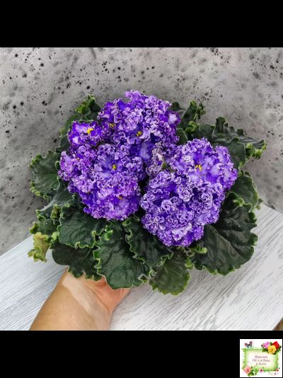 АВ-Озерная Фея (Фиалковод) 2017 г.