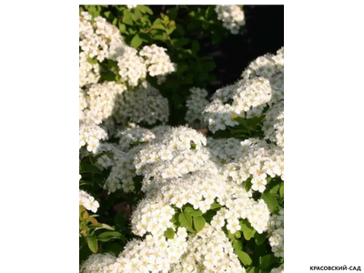 Спирея ниппонская Халвард Сильвер - Halward`s Silver