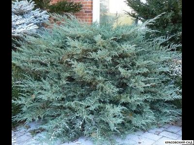 Можжевельник Глаука - Glauca