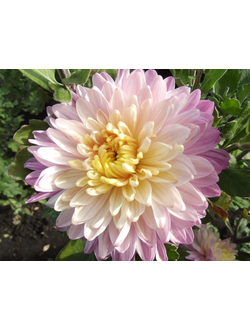 Хризантема корейская Ранкова роса