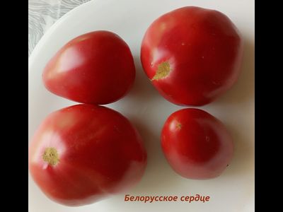 Томат Белорусское сердце