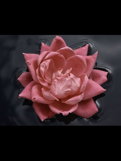 Купить греющую картину с фото роза на воде