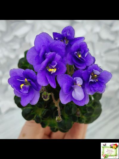 Mac&#039;s Pizza Pizzicato (G. McDonald) 01/31/2008 (гёрл-лист)