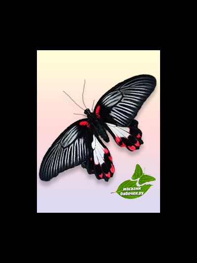 Парусник Румянцева 13 -15 см