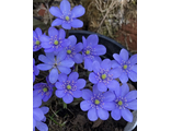 Hepatica nobilis