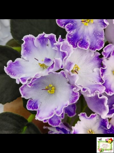 DS-Изюм (Dimetris) 2014 г. (лист с детками укоренённый)