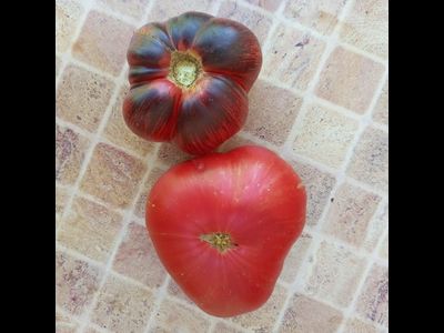 Томат Буйная красотка (Lovely lush,  Прекрасный пышный)