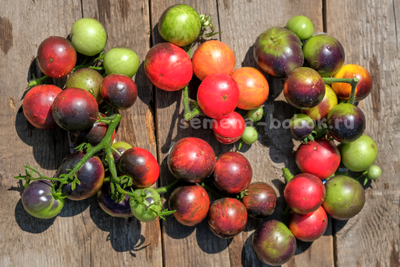 Томат Dwarf Gondwana Rose (Гном Гондвана Роза), 10 шт