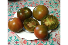 сорт Терракотовый Торбена