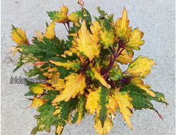 Колеус Мохито