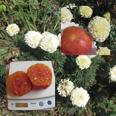 Томат Туксханс красно-жёлтый (Tuxhorn’s Red and Yellow)