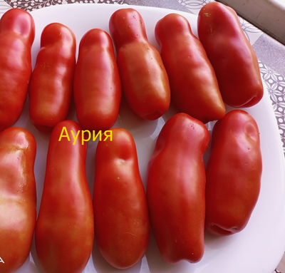 Томат Аурия