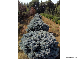 Ель колючая Глаука Аризона - фото в ландшафте - красовский-сад.рф