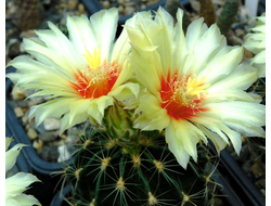 Hamatocactus setispinus LX 666 - 5 семян