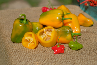 Перец сладкий Абрикосовая Фаворитка, 10 шт