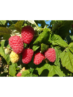 Малина красная Соколица