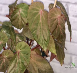 Бегония Дитриха / Begonia dietrichiana