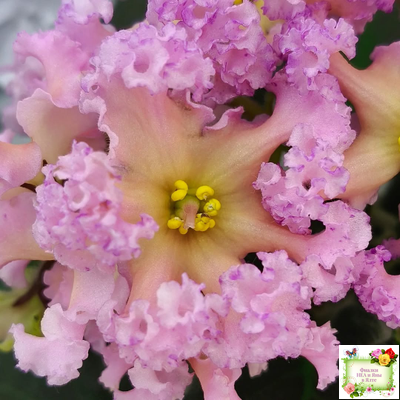 РМ-Оранжевое Лето (Н. Скорнякова) 2022 г. (детка)