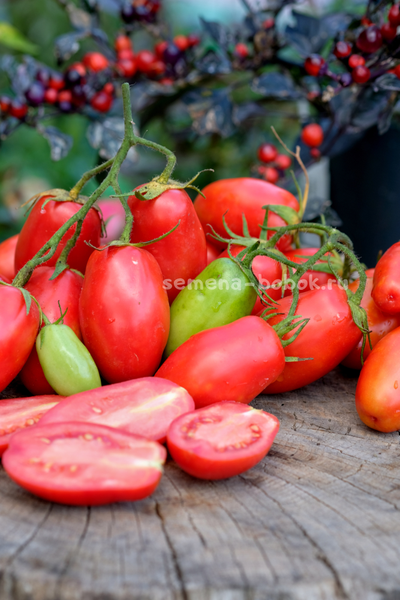 Томат Пальчики Мальвины, 10 шт