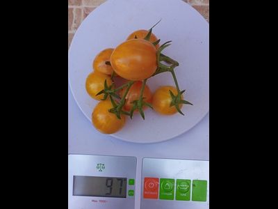 Томат Утренний шмель (Sunrise Bumble Bee)