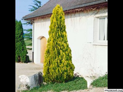 Туя Пирамидалис Ауреа - Pyramidalis Aurea