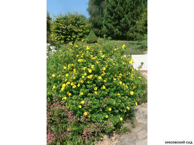 Лапчатка кустарниковая Голдфингер Купить Саженцы в Москве
